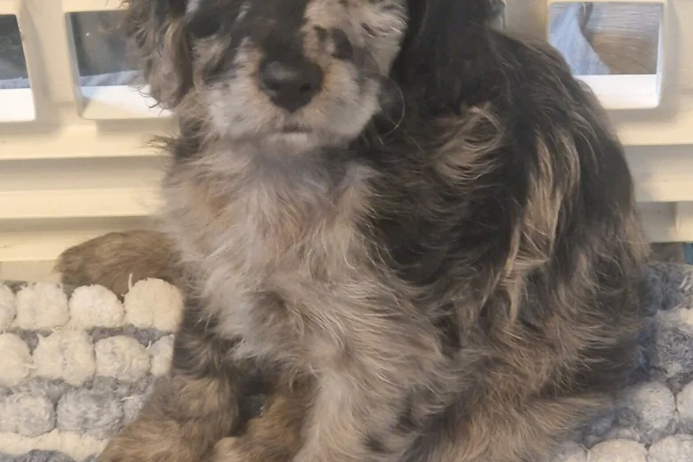 Cockapoo