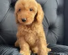 Cockapoo