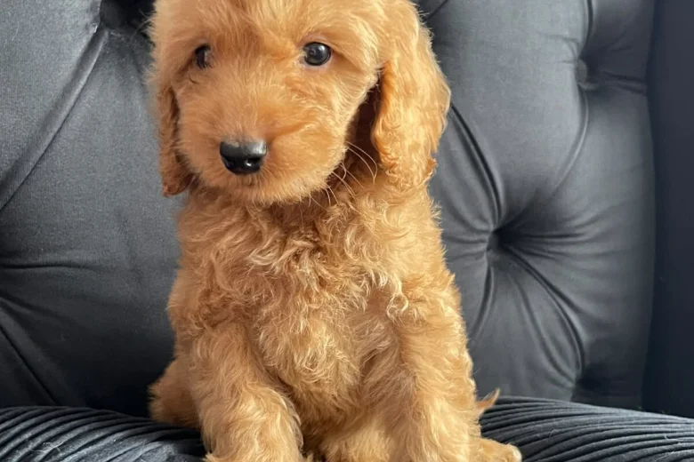 Cockapoo
