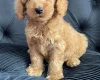 Cockapoo