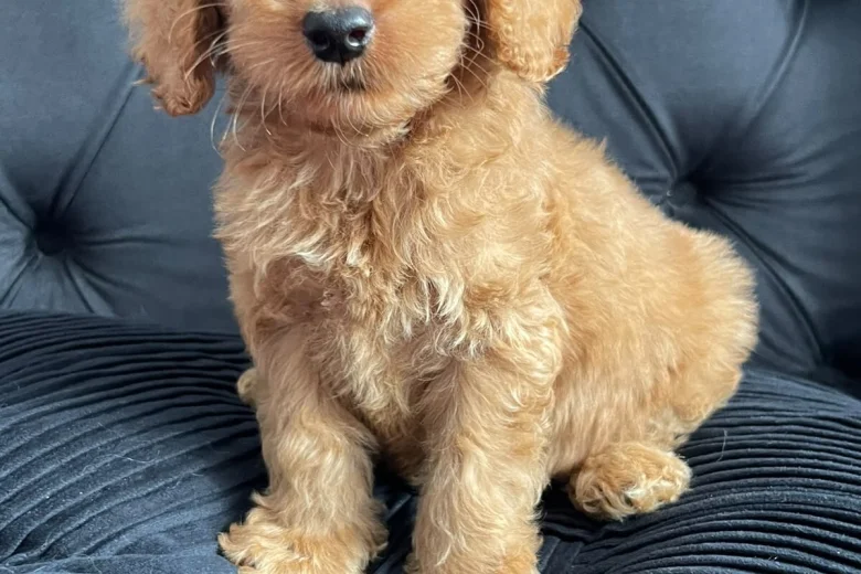 Cockapoo