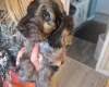 Cockapoo