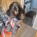 Cockapoo