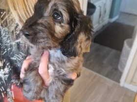 Cockapoo