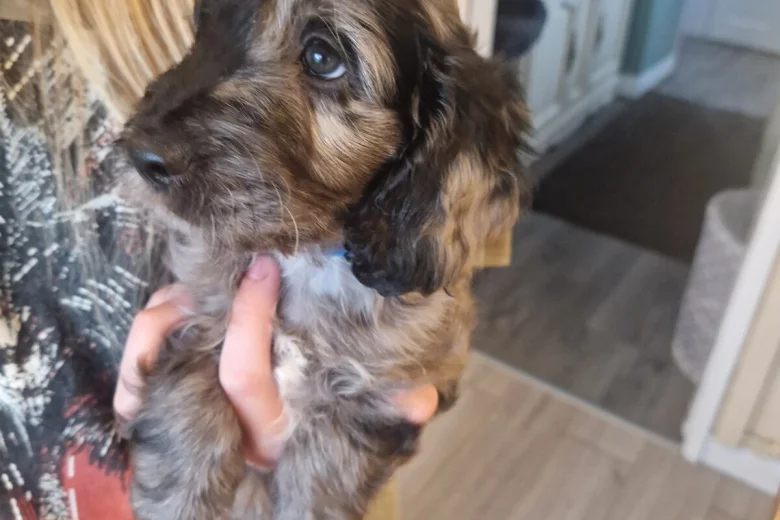 Cockapoo