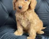 Cockapoo