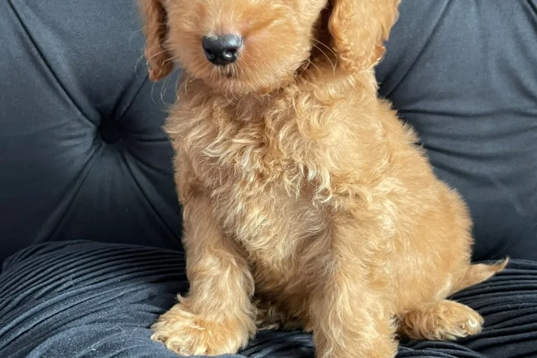 Cockapoo