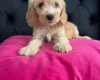 Cockapoo