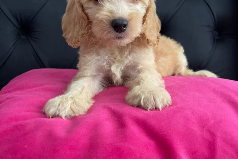 Cockapoo