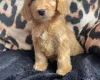 Cockapoo