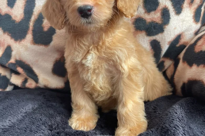 Cockapoo