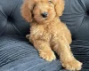 Cockapoo