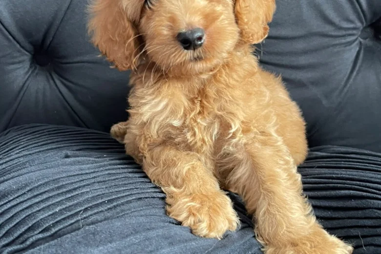 Cockapoo