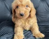 Cockapoo