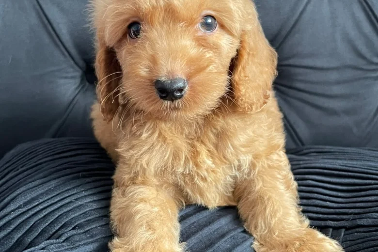 Cockapoo