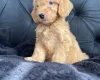 Cockapoo