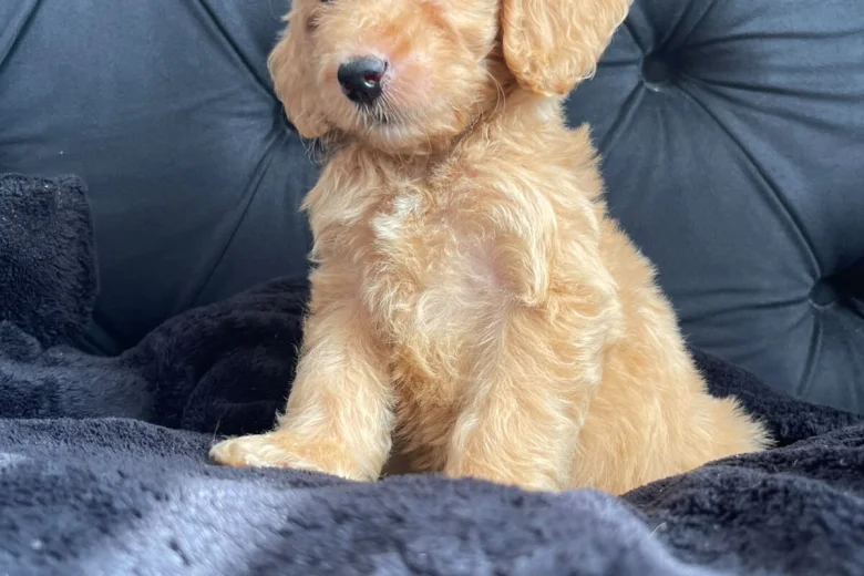 Cockapoo