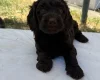 Cockapoo