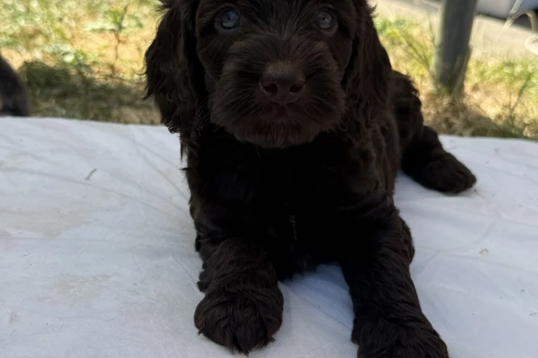 Cockapoo