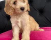Cockapoo