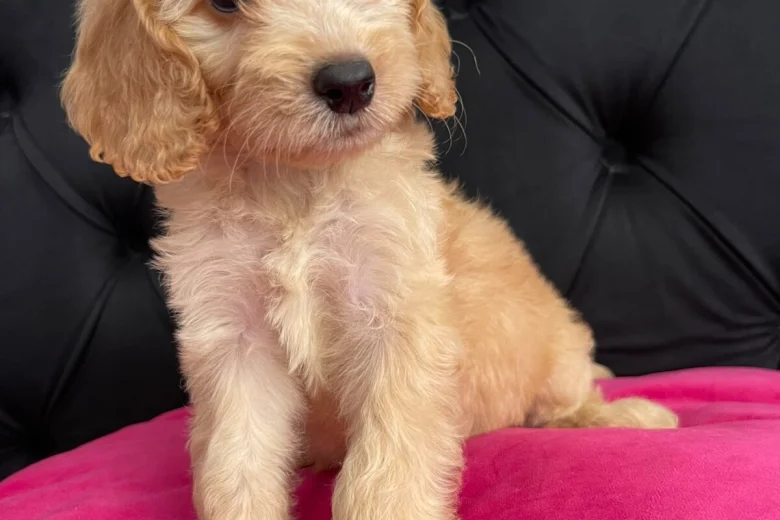 Cockapoo