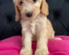 Cockapoo