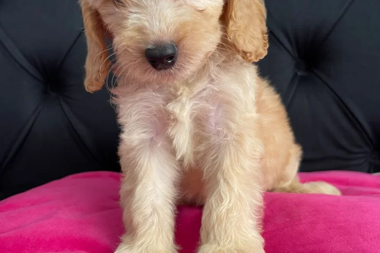 Cockapoo
