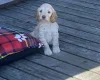 Cockapoo