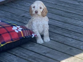 Cockapoo