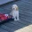 Cockapoo