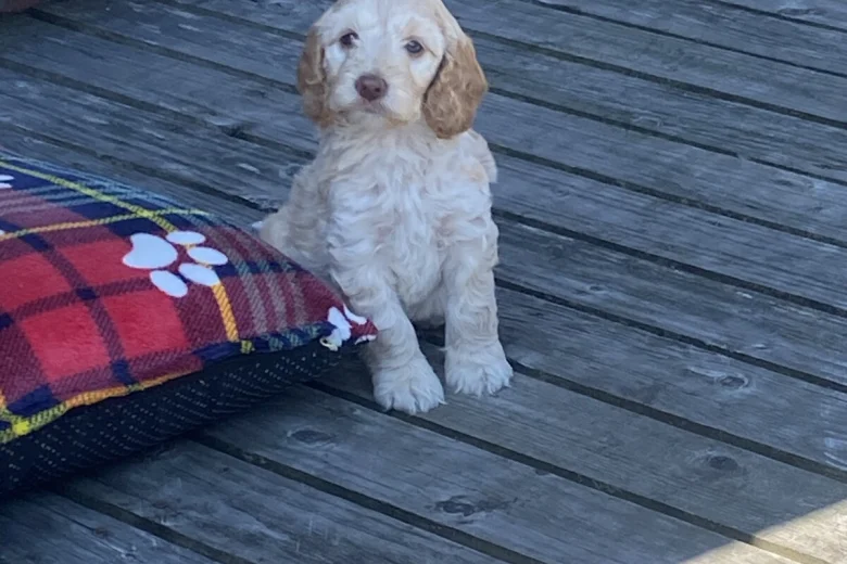 Cockapoo