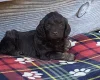 Cockapoo