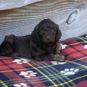 Cockapoo