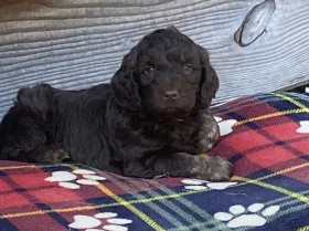 Cockapoo