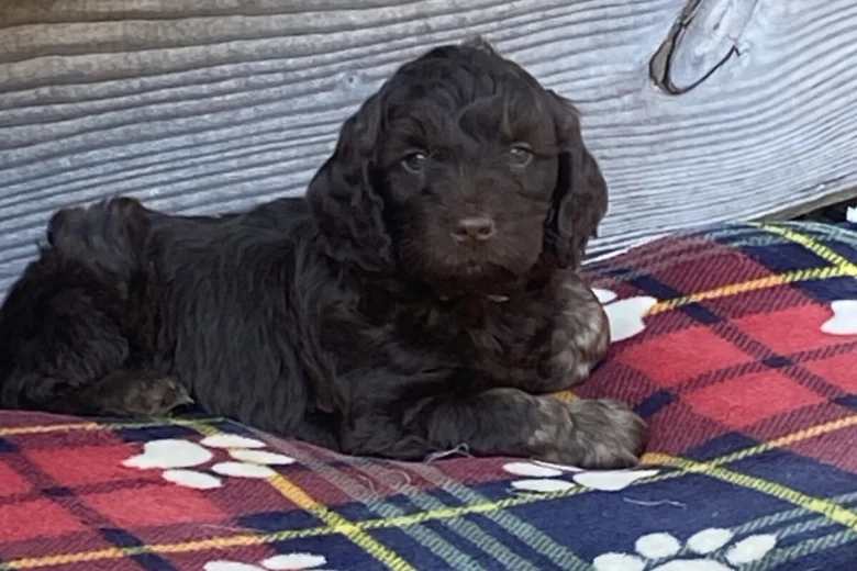 Cockapoo