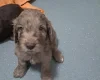 Cockapoo