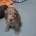 Cockapoo