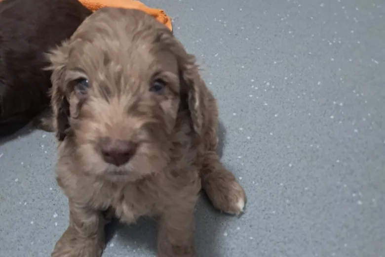 Cockapoo