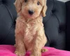 Cockapoo