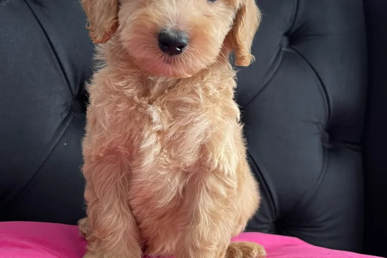 Cockapoo