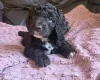 Cockapoo