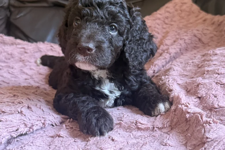 Cockapoo