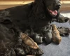 Cockapoo