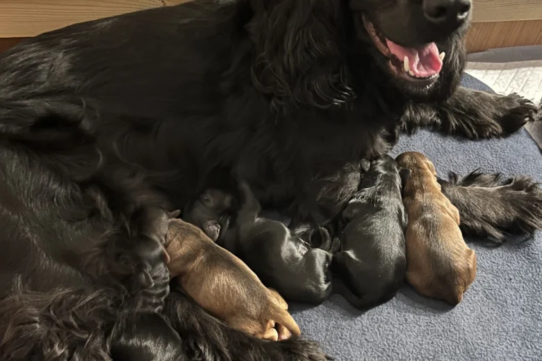 Cockapoo