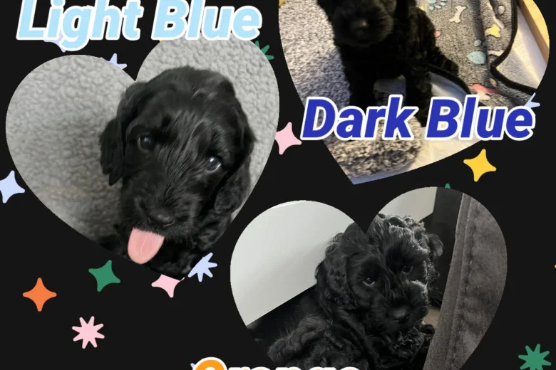 Cockapoo