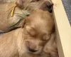Cockapoo
