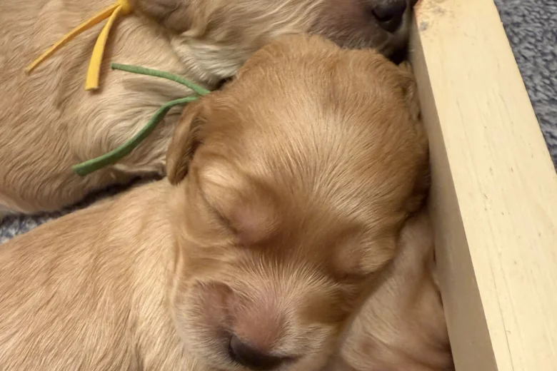 Cockapoo