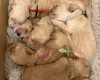 Cockapoo