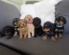 Cockapoo