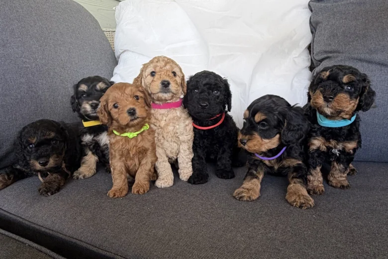 Cockapoo
